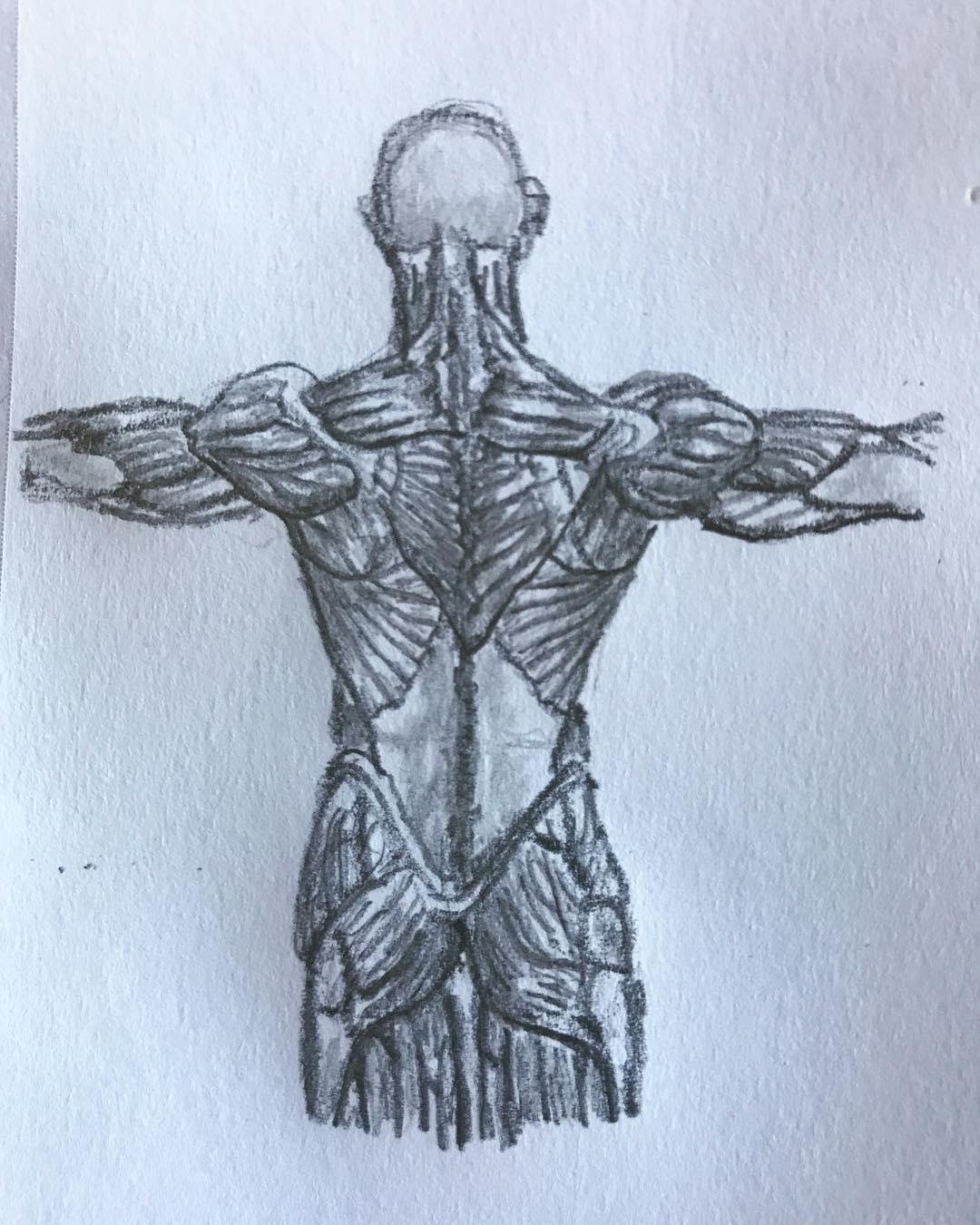 Yeah whoa that green box xd. Back Torso Anatomy 1 Art By Adnan